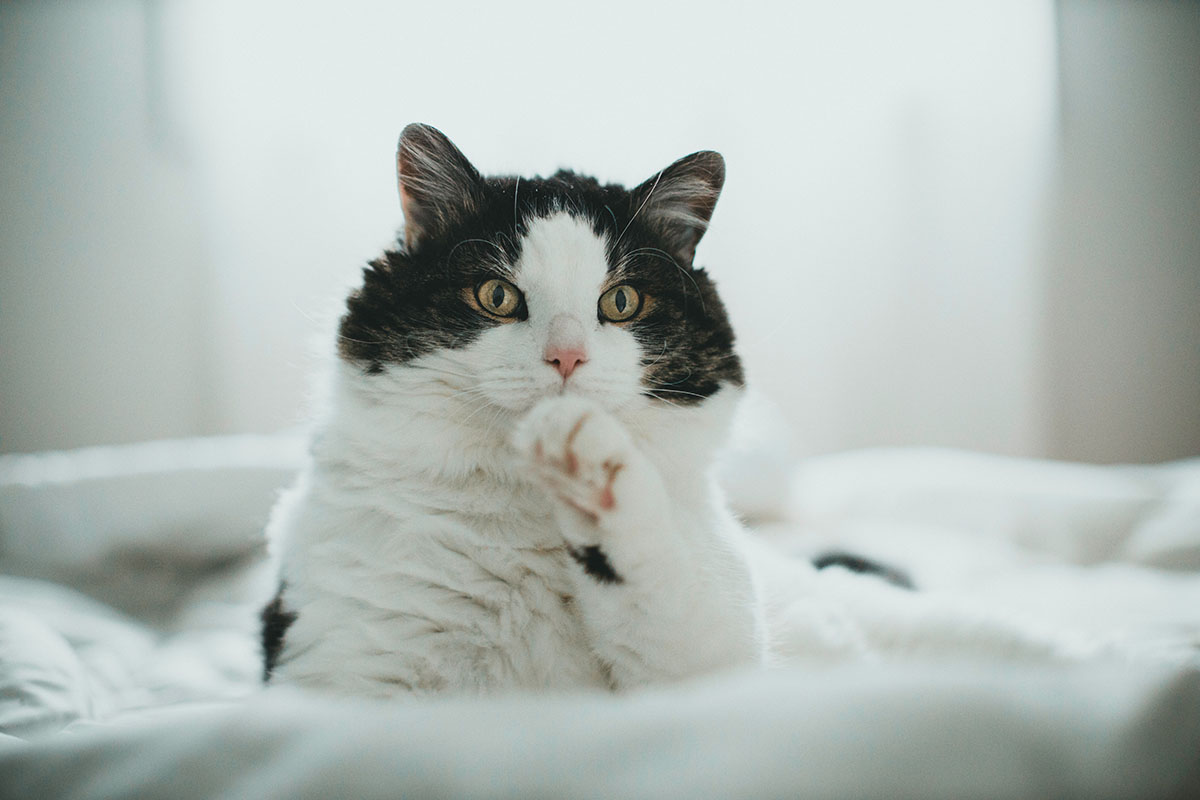 猫が食べたら危険なものって?注意したい植物と身の回りのもの