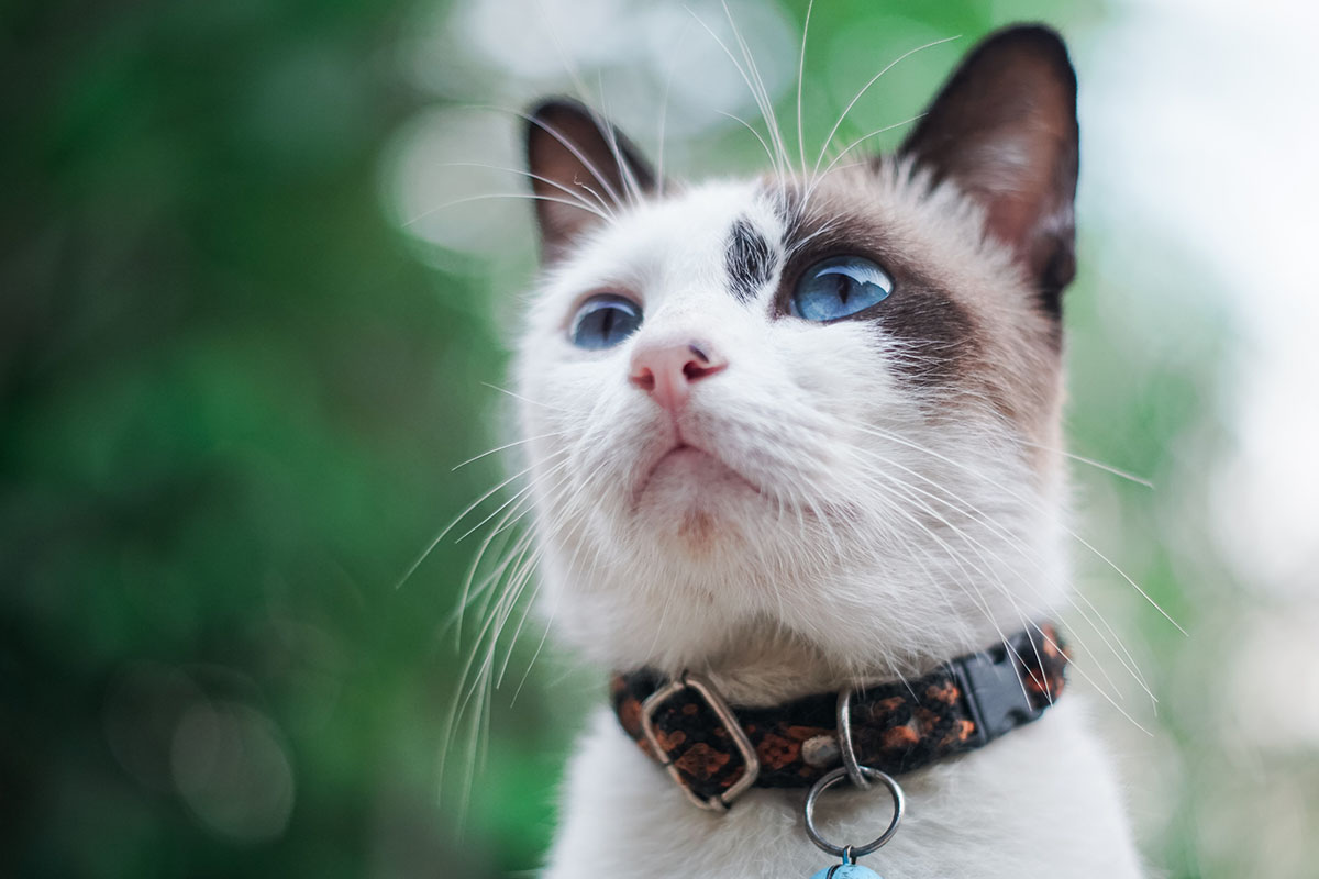 猫を守るために知っておこう。安全な避難方法と避難生活の注意点