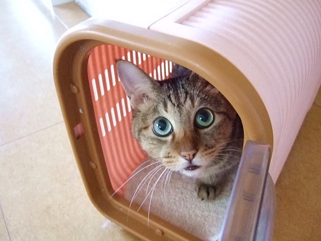 猫を守るために知っておこう。安全な避難方法と避難生活の注意点