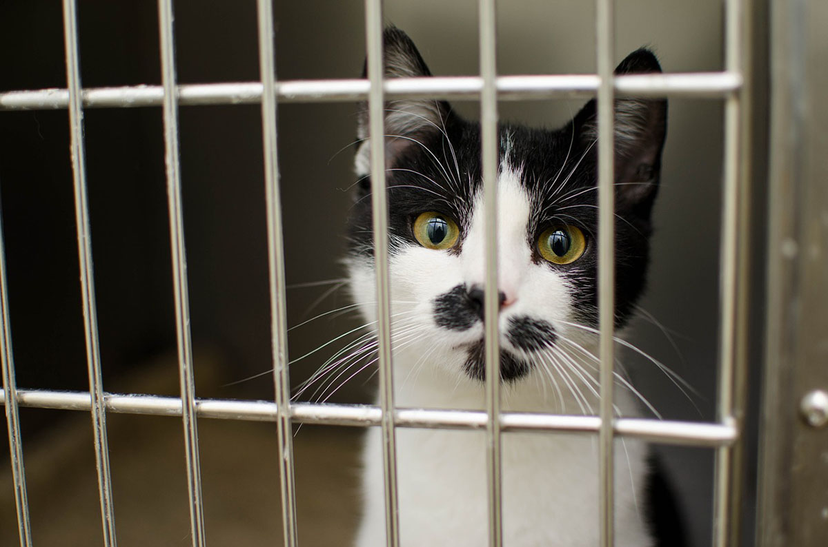 猫を守るために知っておこう。安全な避難方法と避難生活の注意点