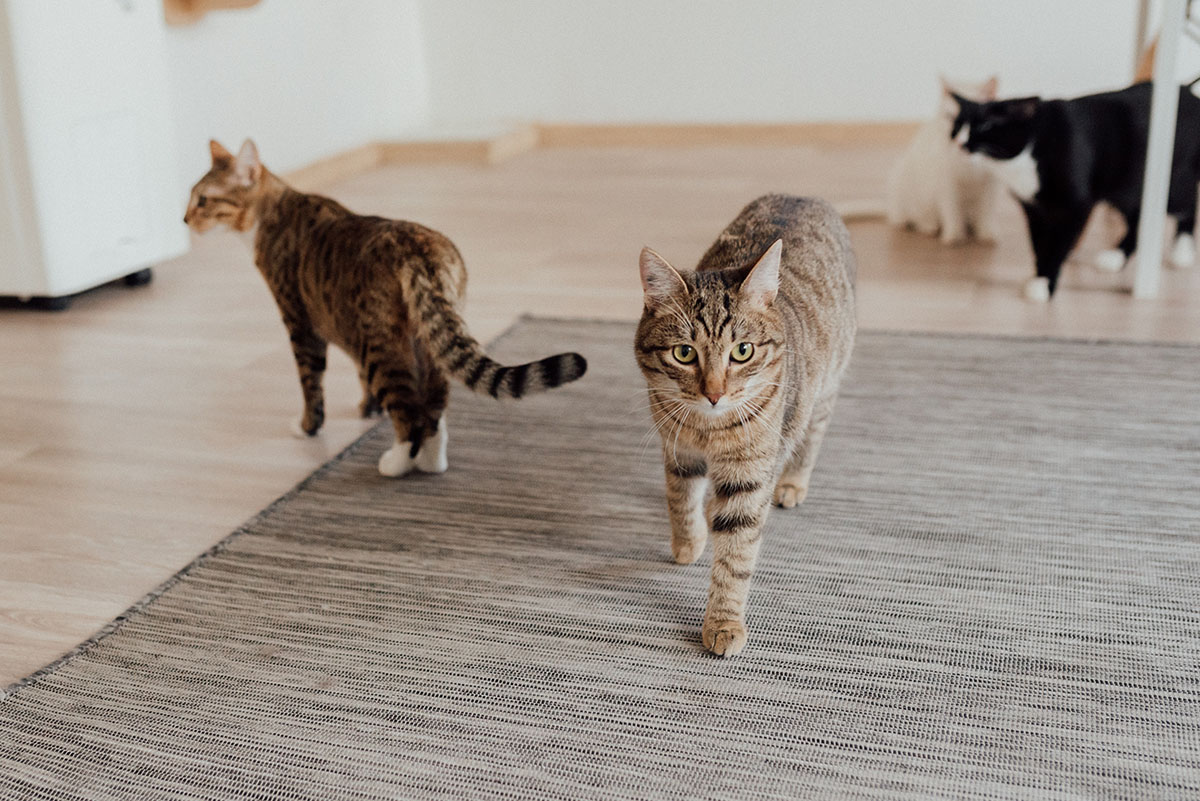 猫を守るために知っておこう。安全な避難方法と避難生活の注意点