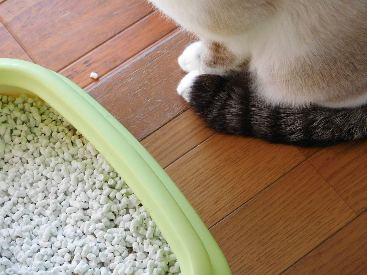 猫が喜ぶ快適なトイレ環境とは?