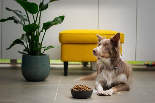 犬の慢性腎臓病に不可欠な食事療法。工夫して美味しく食べよう!