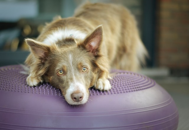 犬の慢性腎臓病に不可欠な食事療法。工夫して美味しく食べよう!