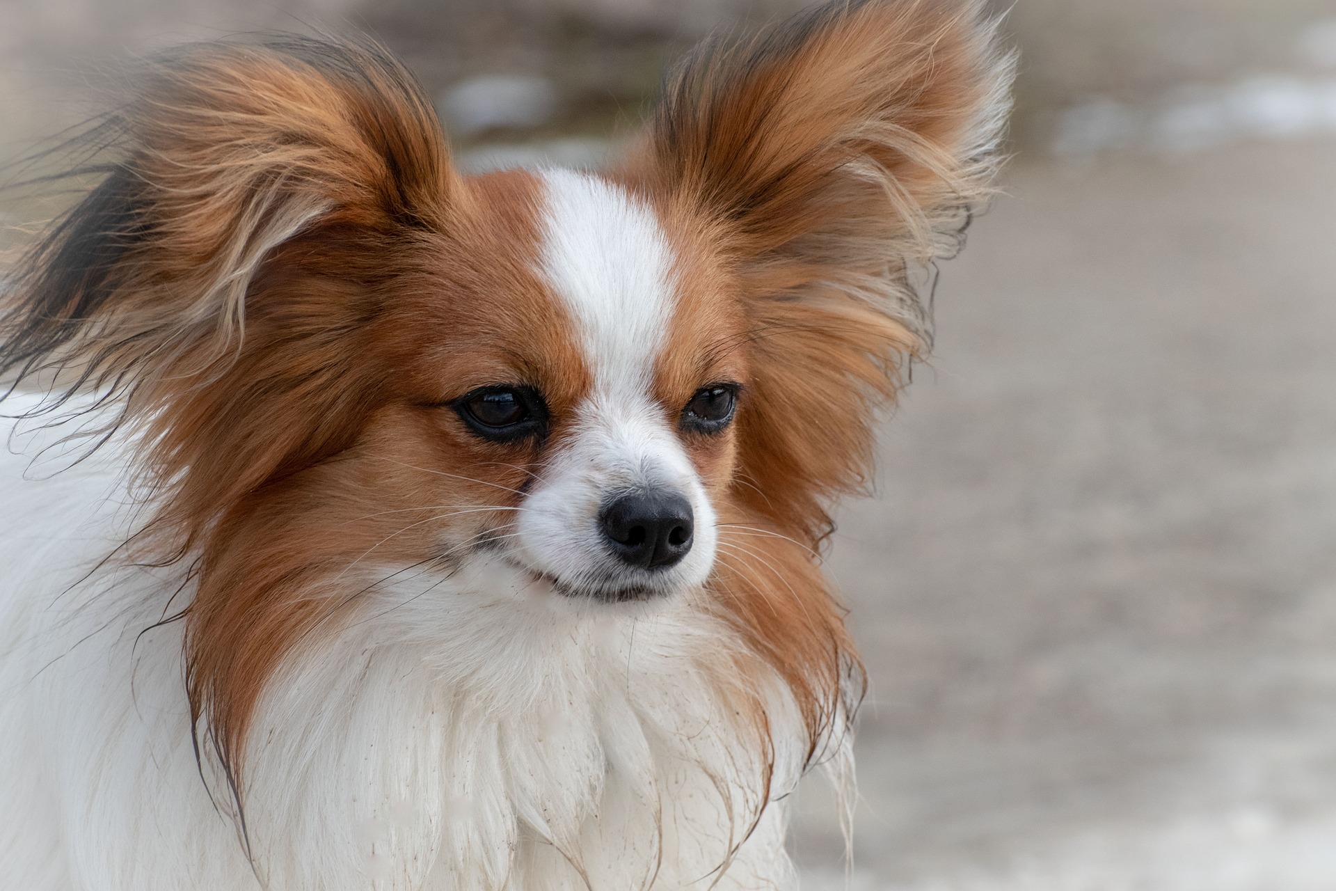 パピヨンはどんな犬種?特徴を紹介