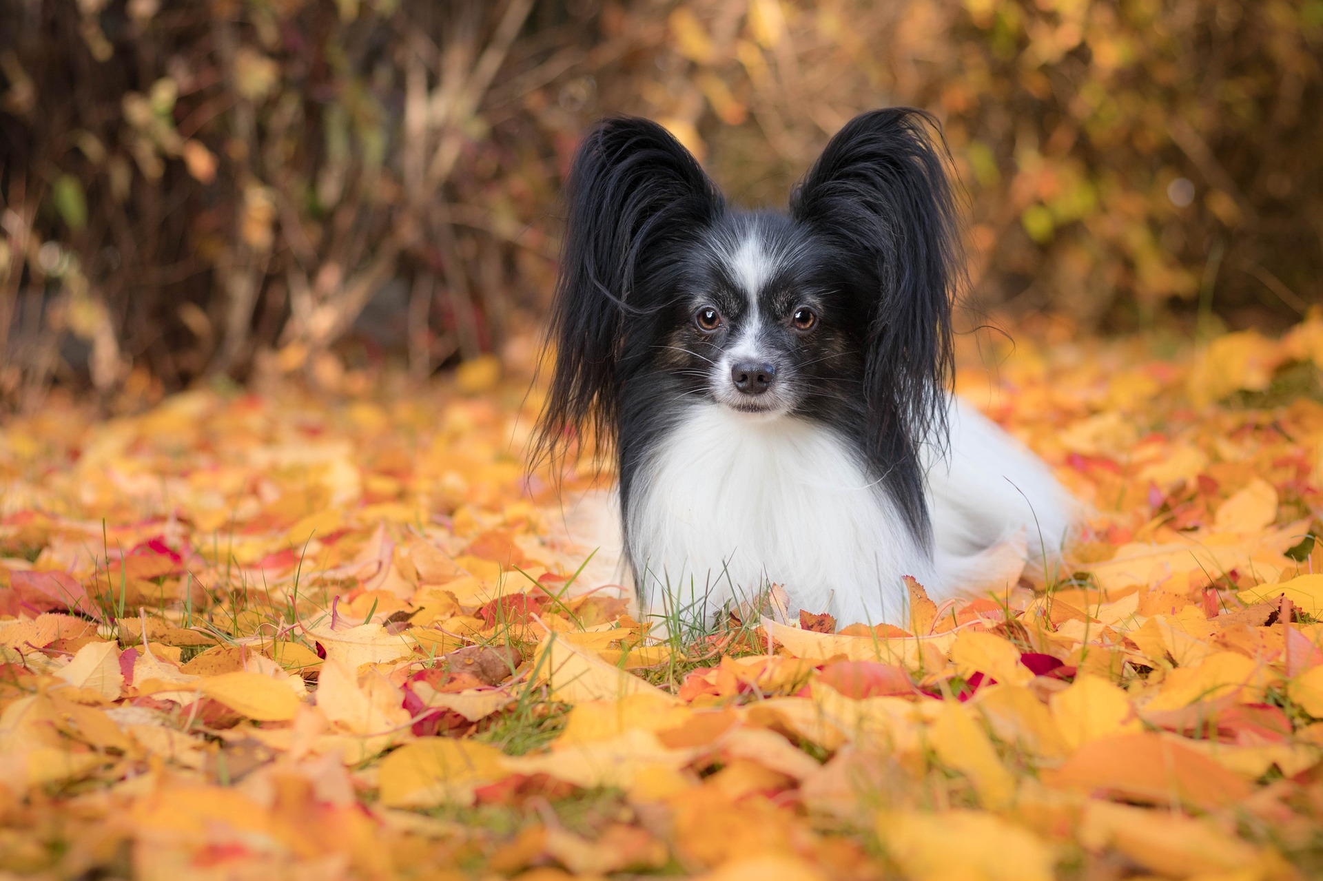 立ち耳が突然垂れてきた!犬の耳の形を維持するには?