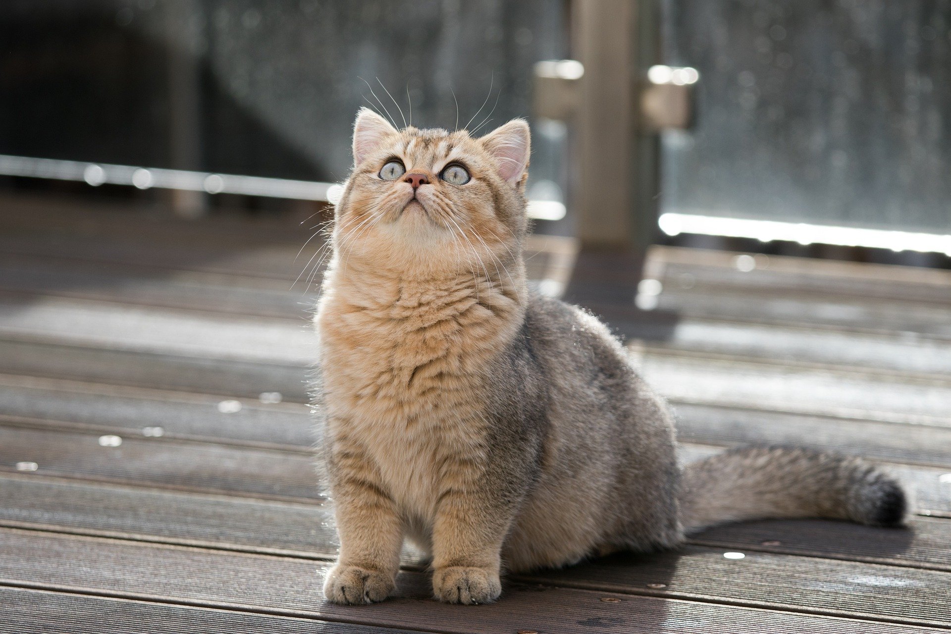 猫の脱毛はストレス?原因と対処法