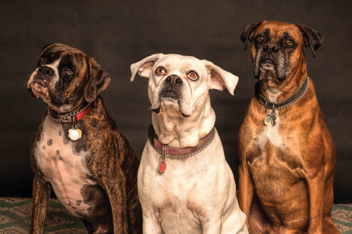 育てるのが難しいと言われる犬種4種。初心者には向かない!