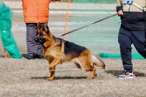 育てるのが難しいと言われる犬種4種。初心者には向かない!