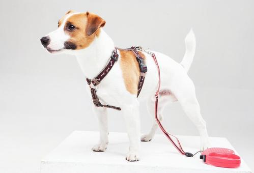育てるのが難しいと言われる犬種4種。初心者には向かない!