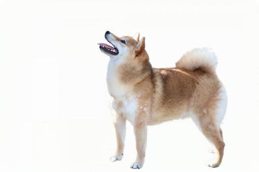 育てるのが難しいと言われる犬種4種。初心者には向かない!