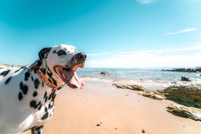 育てるのが難しいと言われる犬種4種。初心者には向かない!