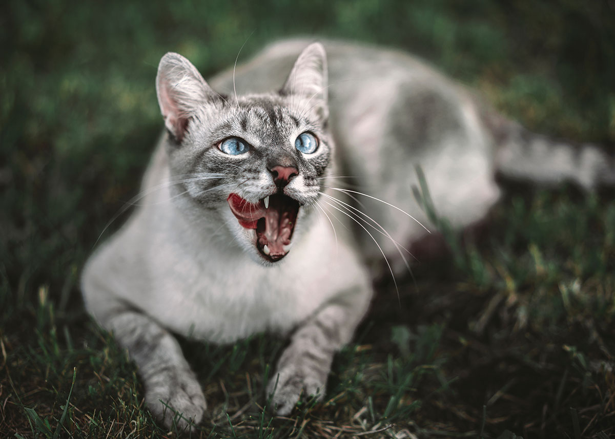 猫におやつは必要?与える際の注意点やおやつの種類を解説