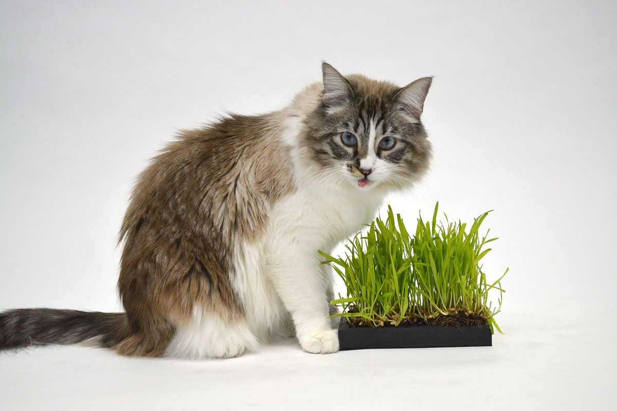 猫におやつは必要?与える際の注意点やおやつの種類を解説