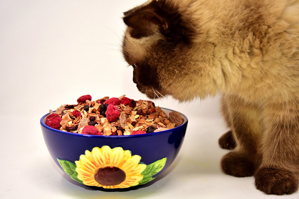 猫におやつは必要?与える際の注意点やおやつの種類を解説