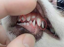 犬と猫の歯周病について