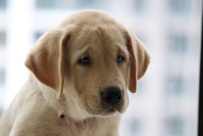 飼い主を信用していない愛犬のサイン