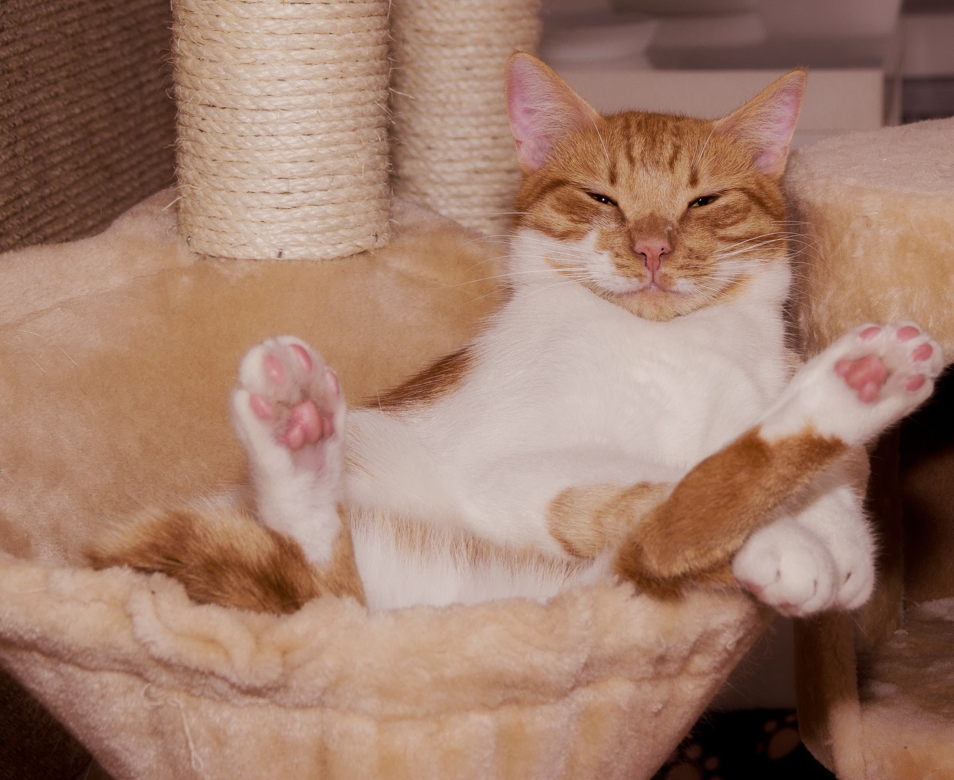 初めての猫カフェ!特徴や注意点は?