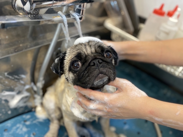 犬にリンスは必要?リンスの役割や注意点について解説