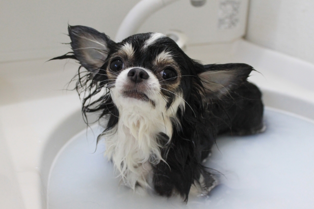 犬にリンスは必要?リンスの役割や注意点について解説