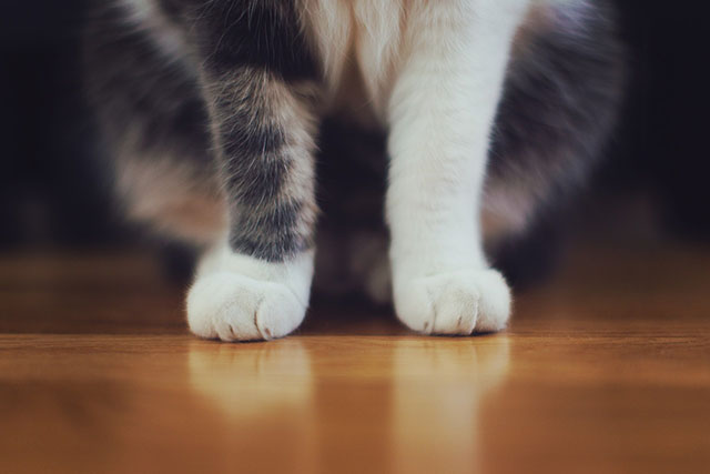 猫の爪切りの種類と選び方のポイントを詳しく解説