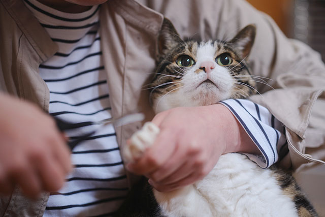 猫の爪切りの種類と選び方のポイントを詳しく解説