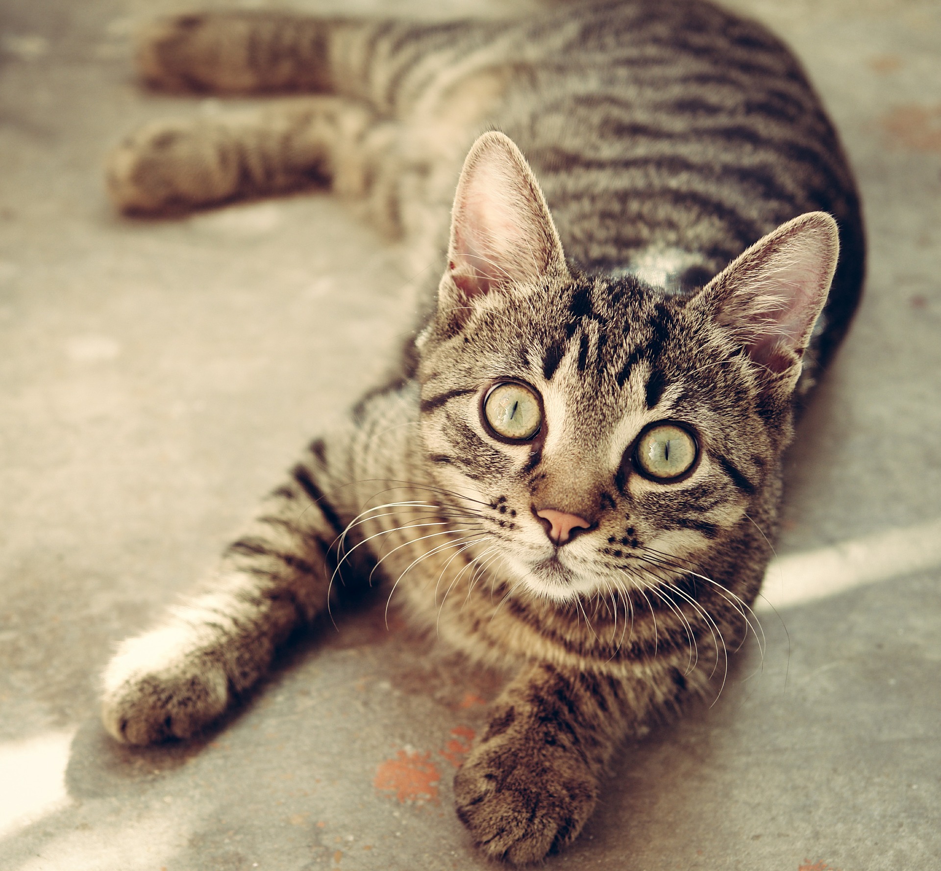 猫はきゅうりを嫌がる?与えても大丈夫?