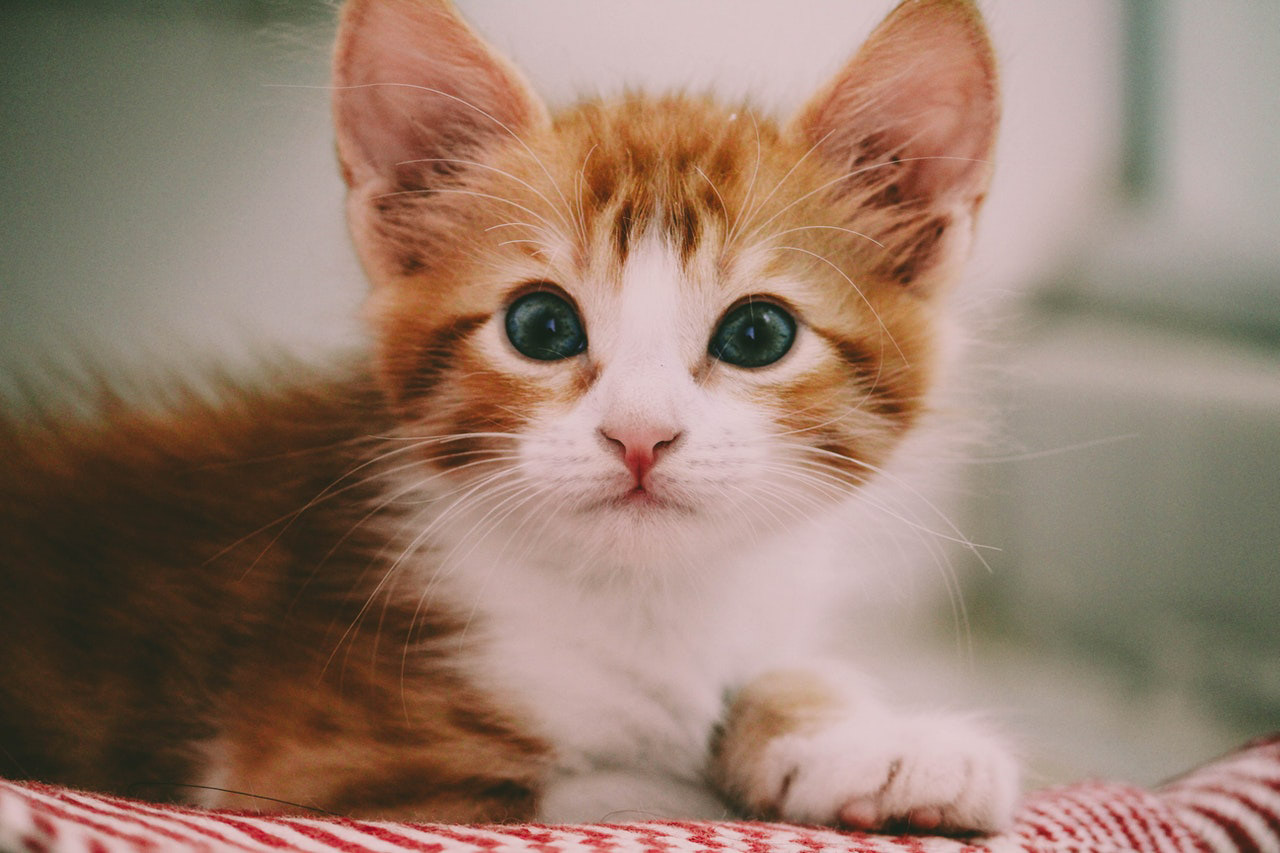 猫と暮らすために考えてほしい5つのこと