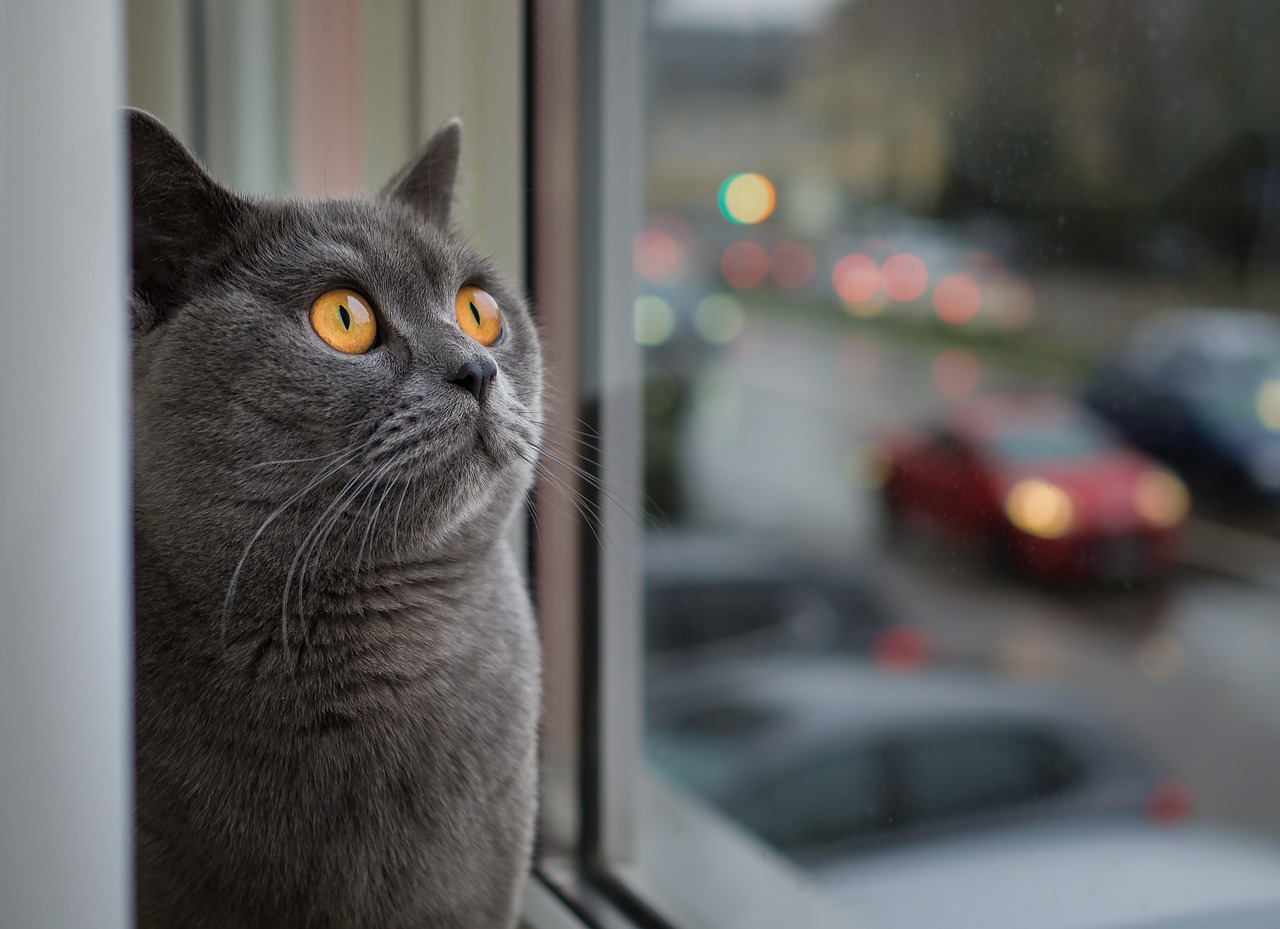 猫と暮らすために考えてほしい5つのこと