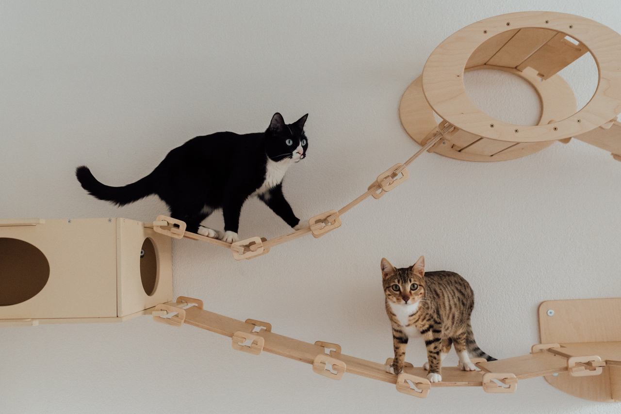 猫と暮らすために考えてほしい5つのこと