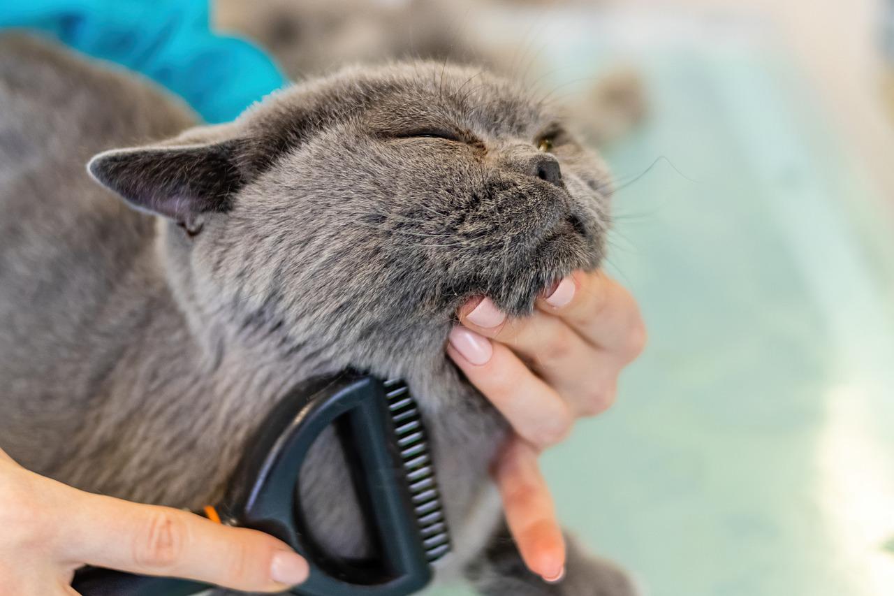 猫と暮らすために考えてほしい5つのこと