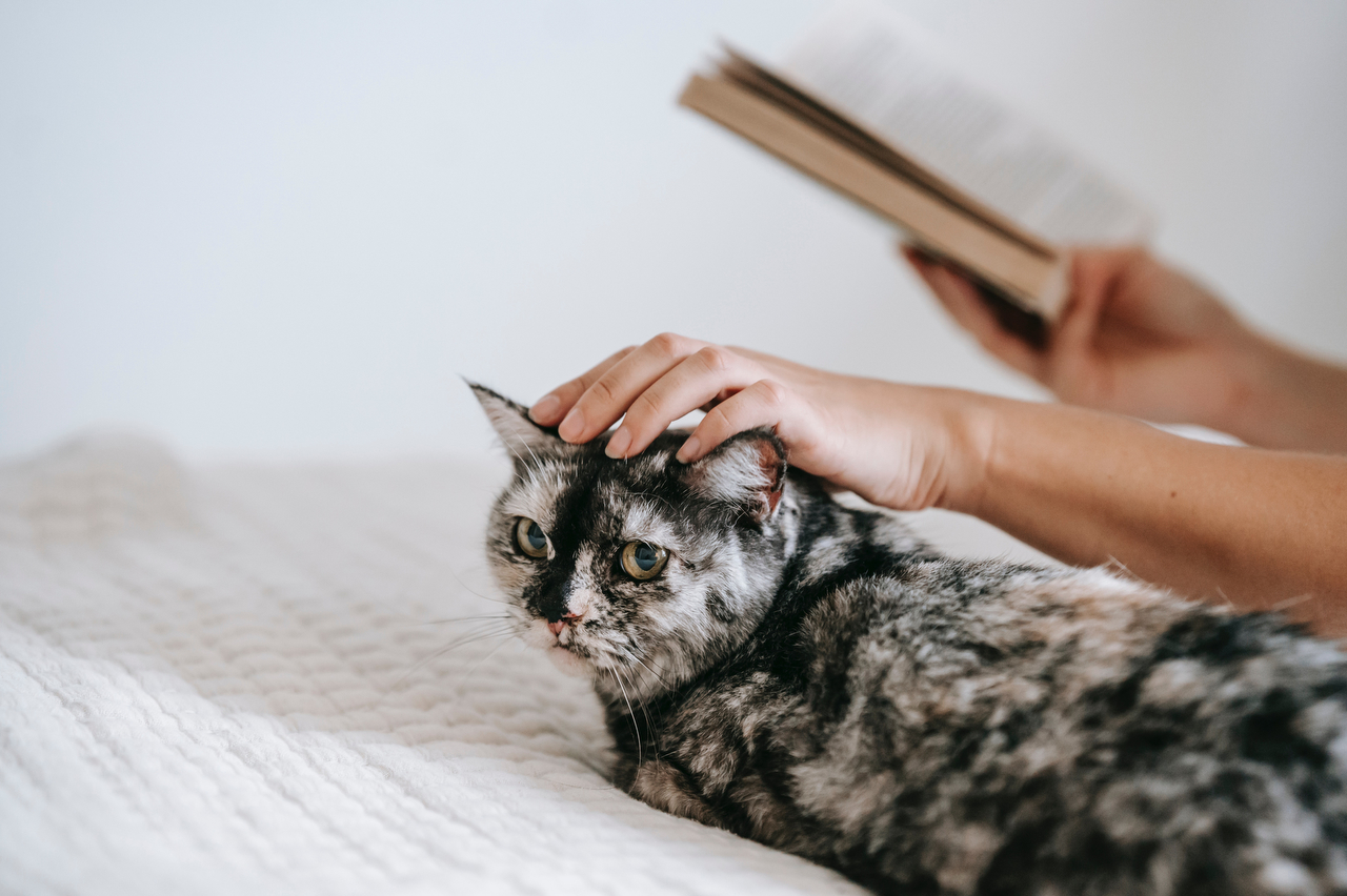 猫と暮らすために考えてほしい5つのこと