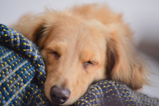ペットロスを重症化させないためペットの生前から飼い主にできること