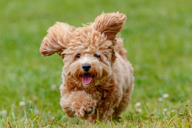 毛が抜けにくい犬種5選!抜け毛が少ない理由も解説