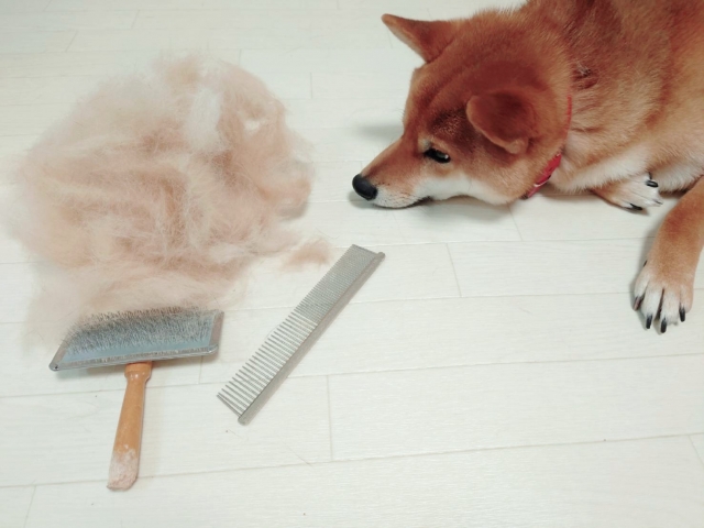 毛が抜けにくい犬種5選!抜け毛が少ない理由も解説