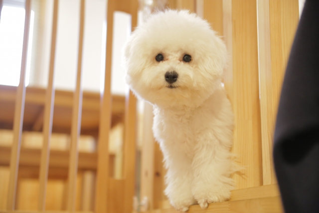 毛が抜けにくい犬種5選!抜け毛が少ない理由も解説