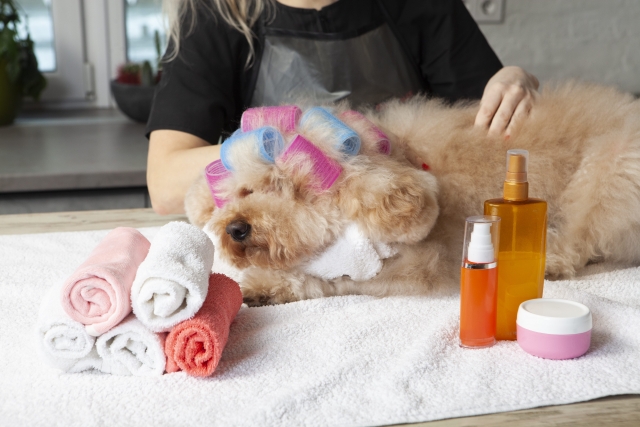 毛が抜けにくい犬種5選！抜け毛が少ない理由も解説