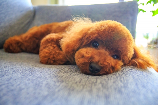 がんにおける三大治療の緩和的活用方法の概要