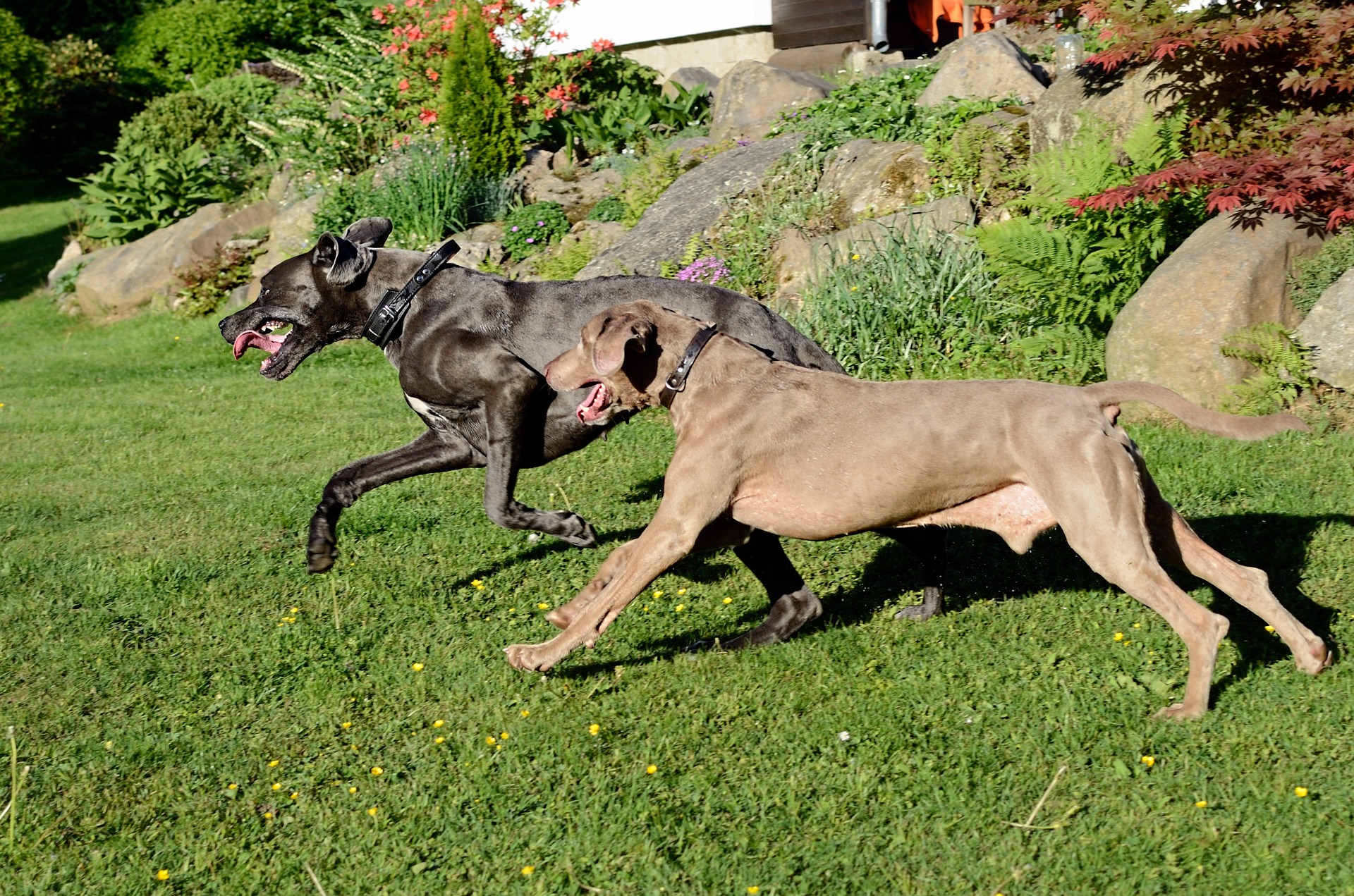 犬友は必要?他の犬とのコミュニケーション