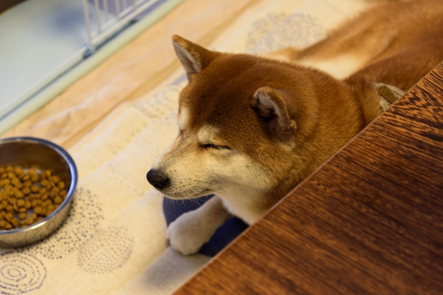 犬と猫の食欲増進剤ってどんな薬?