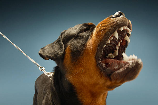 僕が守るよ!愛犬が飼い主を守る行動や仕草