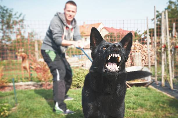 僕が守るよ!愛犬が飼い主を守る行動や仕草