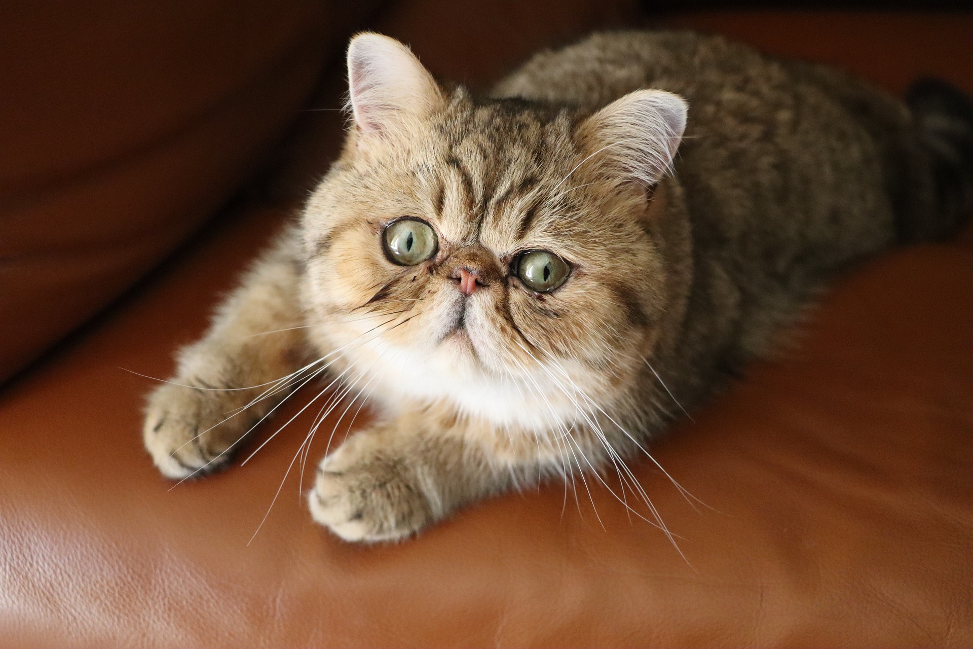 鼻ぺちゃちゃんで多い猫の短頭気道症候群について