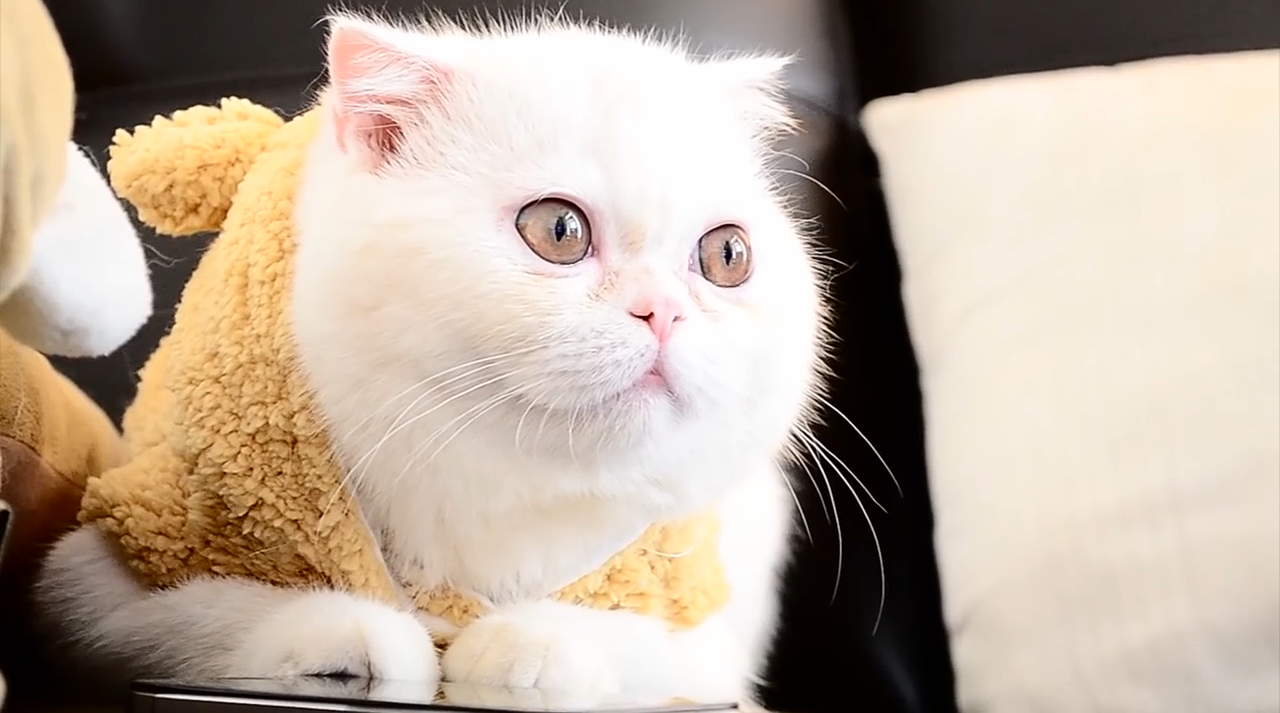 鼻ぺちゃちゃんで多い猫の短頭気道症候群について