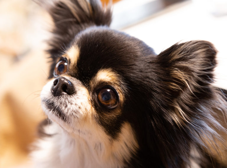 犬の正常な目やにと病気が目やにの見分け方とは?