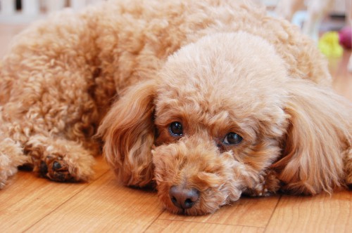 犬の正常な目やにと病気が目やにの見分け方とは?