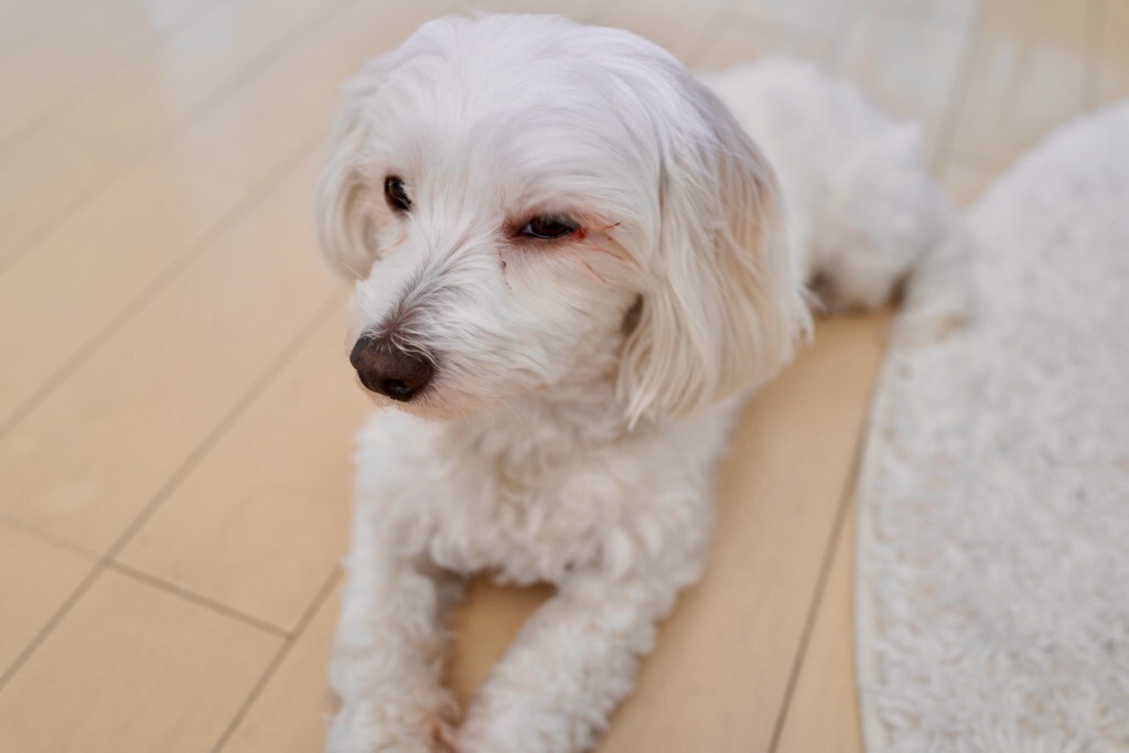 犬の正常な目やにと病気が目やにの見分け方とは?