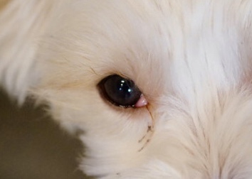 犬の正常な目やにと病気が目やにの見分け方とは?