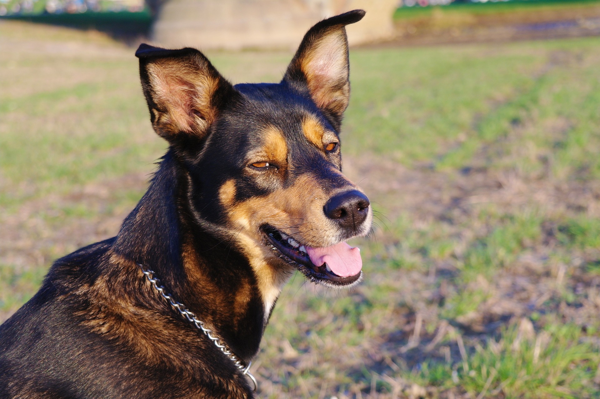 犬も花粉症になる?症状など