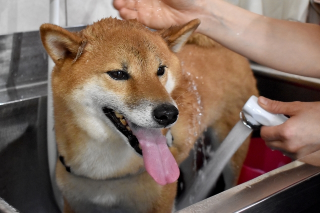 トリマーの仕事とは?必要な知識や向いている人を解説